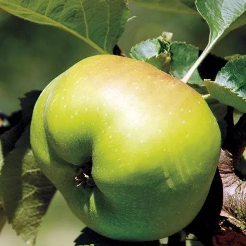 Apple Bramley’s Seedling